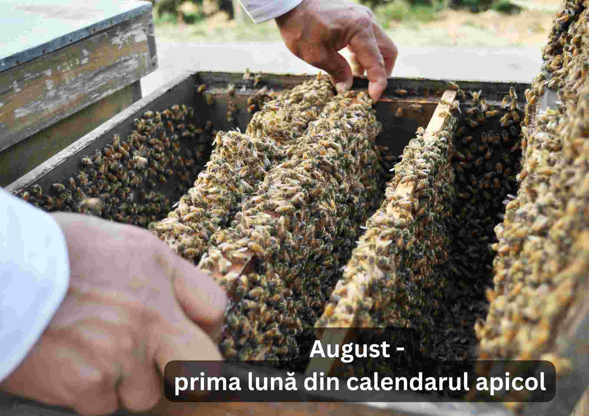 August - prima lună din calendarul apicol